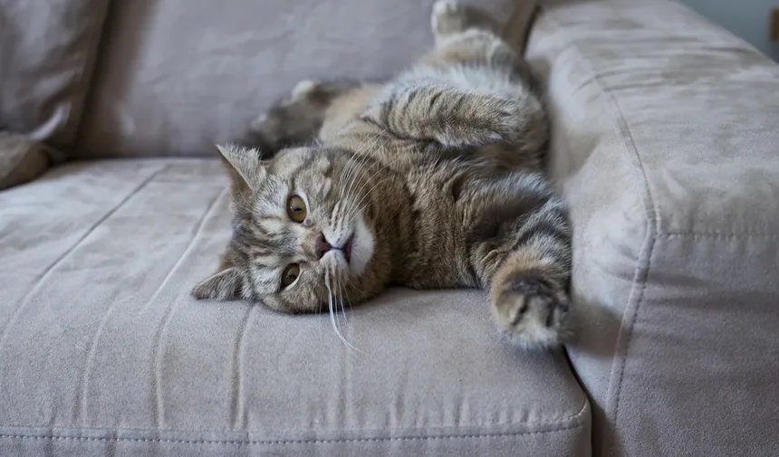 5 Dicas Essenciais de Alimentação para Gatos com Artrite