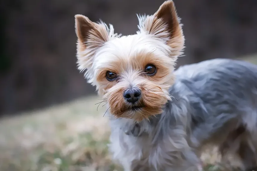 Alimentação de Cães Adultos e Idosos: Diretrizes Essenciais para uma Saúde Ideal