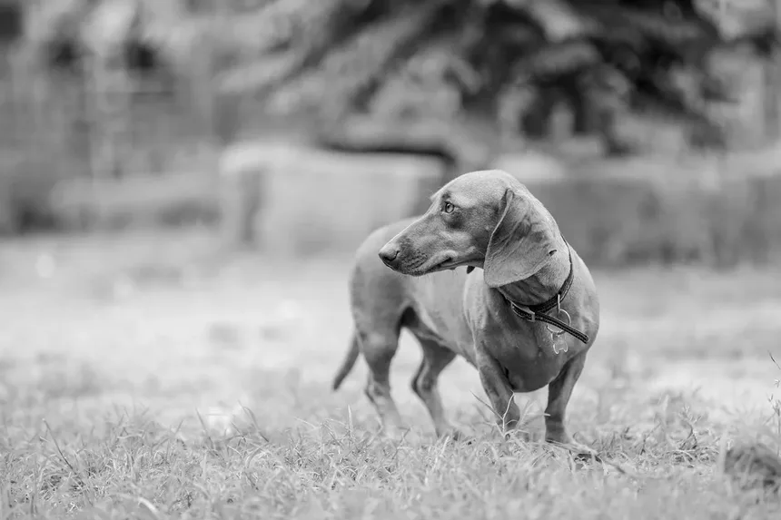 Infarto em Cães: Sintomas, Causas e O Que Fazer