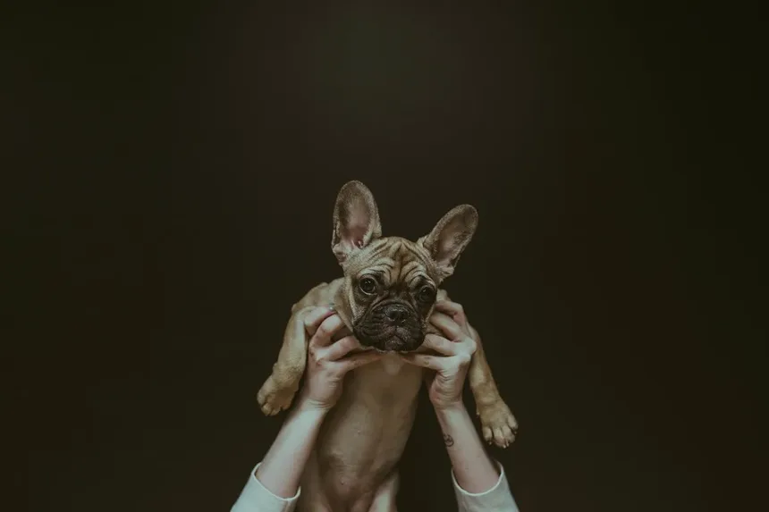 Como Parar o Latido do Cão à Noite? 11 Métodos Principais para Tentar!