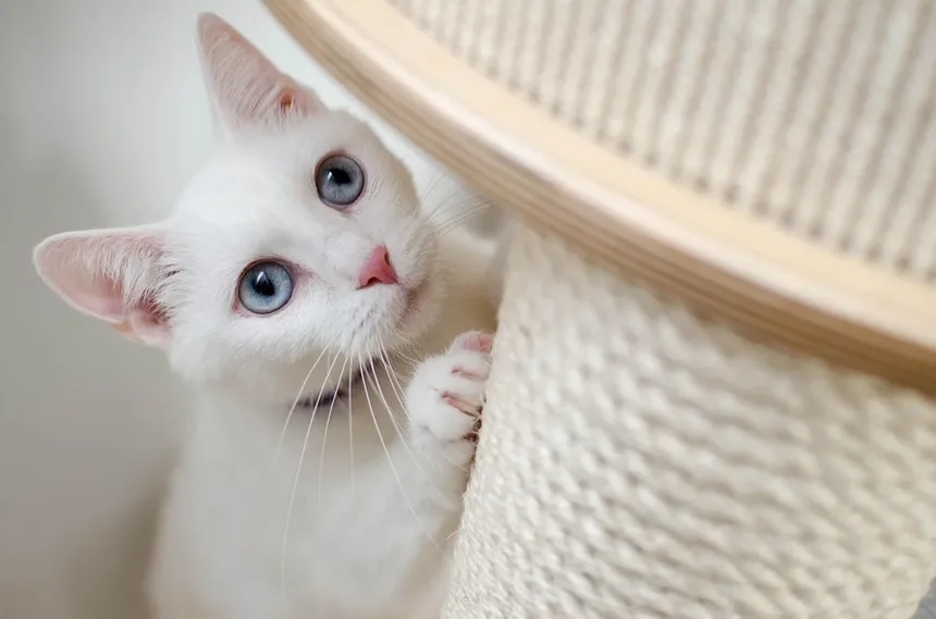 Como Dar Banho no Seu Gato Sem Sofrimento: Guia Completo para Donos