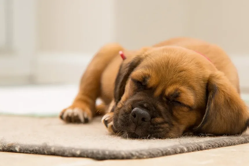 Como Saber se as Gengivas do Seu Cão Estão Saudáveis: Guia Completo