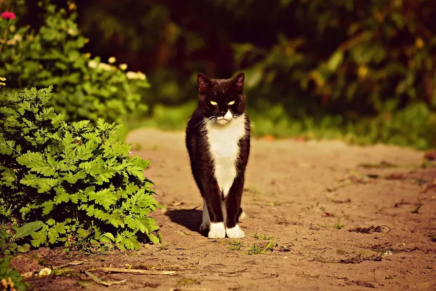 Como Acalmar um Gato Superestimulada: 5 Dicas Infalíveis