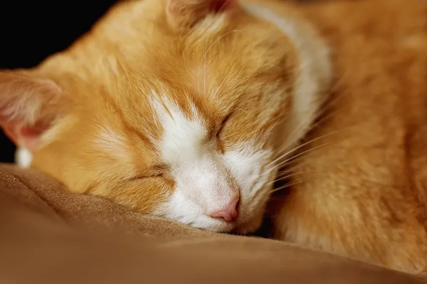 Como Impedir que Seu Gato Faça xixi Fora da Caixa de Areia: 7 Soluções Práticas