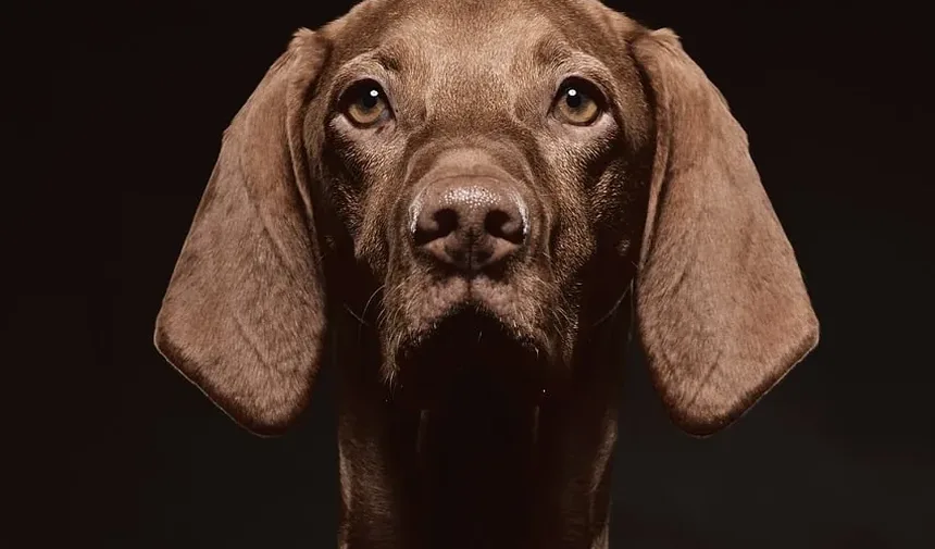 Como Proteger Cães e Gatos de Carrapatos com os Remédios Certos
