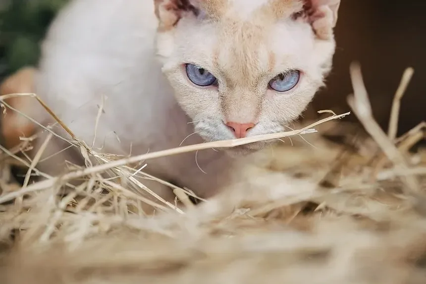 Gatos Independentes: 5 Raças Perfeitas para Quem Tem Rotinas Agitadas