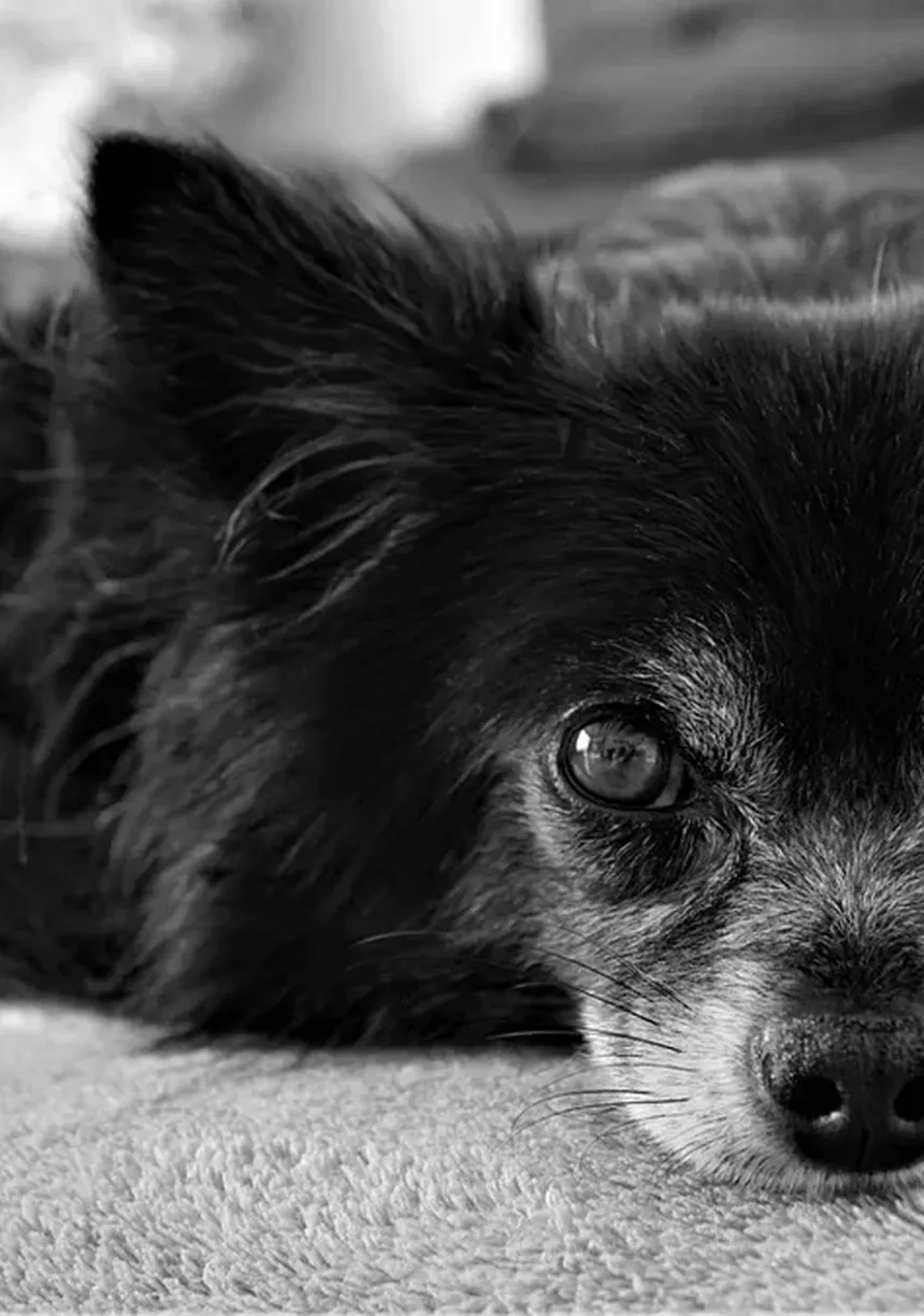 Praziquantel para Cães e Gatos: Como Funciona e Quando Usar?