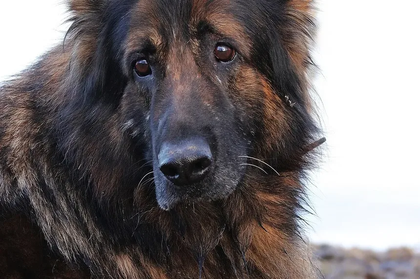 Hipertensão Pulmonar em Cães: Sintomas, Tratamento e Como Cuidar