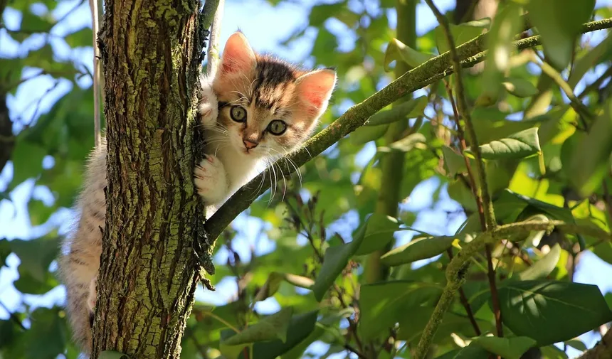 Recomendações para Novos Donos de Gatinhos