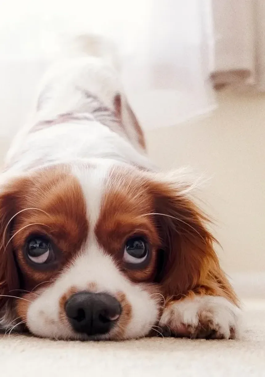 Carrapatos em Cães: Como Proteger Seu Animal Desses Parasitas Perigosos