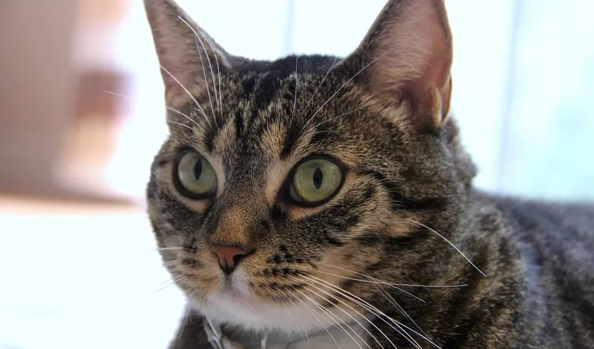 O Que Cães Idosos Precisam em Sua Dieta? Tudo o Que Você Precisa Saber