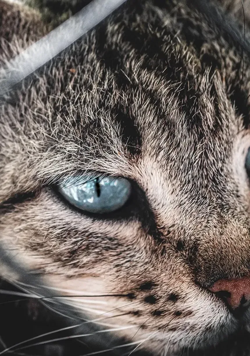 Por Que os Gatos Amam Caixas? 8 Razões Surpreendentes
