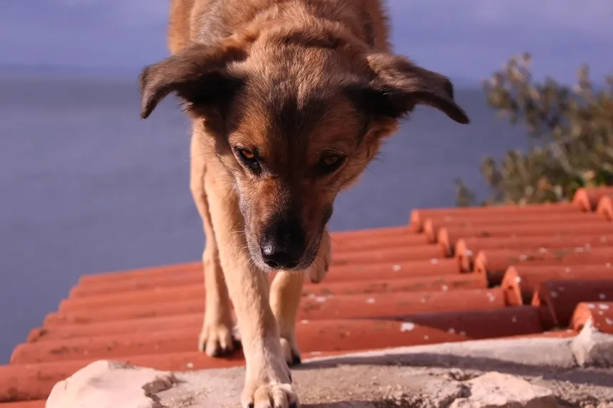 Zonisamida para Cães: Tudo o Que Você Precisa Saber