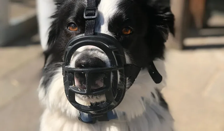 Sintomas Comuns de Doenças em Cães: O Que Todo Proprietário de Animal de Estimação Deve Saber