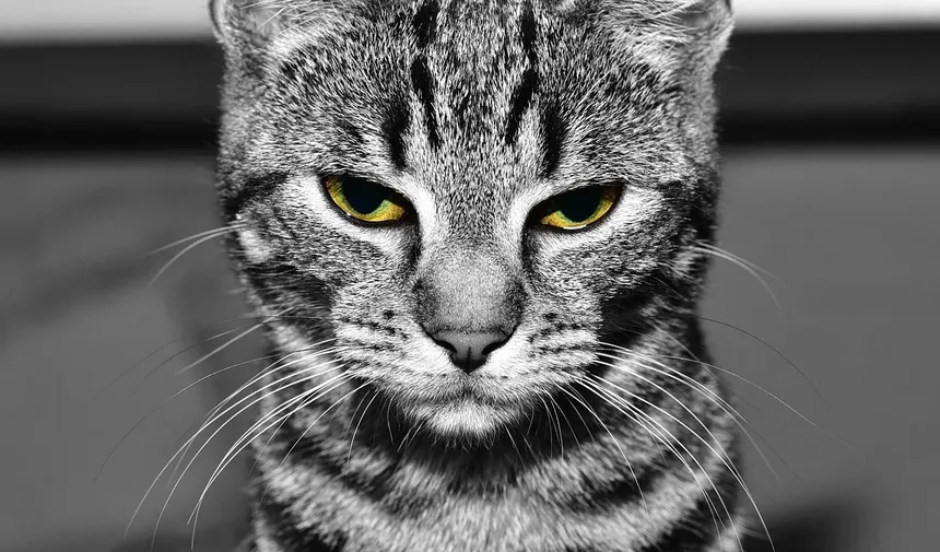 Como Lidar com Alergias a Caspa de Gato: Estratégias Eficazes para Alívio