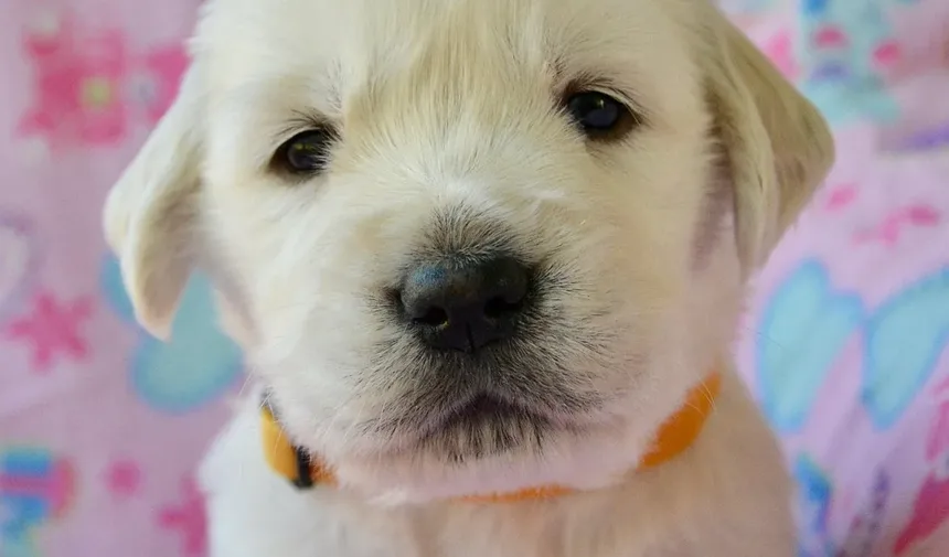 Como Tratar Feridas em Cães em Casa